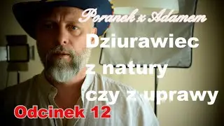 Zebrany Dziurawiec czyni cuda. Poranek z Adamem [12]