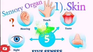 Human Skin Anatomy & Physiology in Hindi |Structure| Parts | Functions| Layers |Sensory Organ Part-1