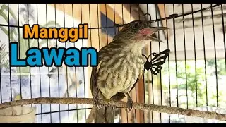 Burung Bayeman Manggil Lawan Pancingan Ampuh