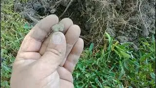 new channel old channel was digging with dale. the comeback