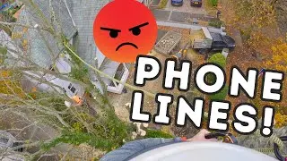 Arborists Dismantle A Tree Around Phone Lines