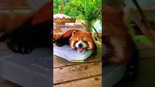 KEPANASAN BANGET! Lihat Cara Panda Merah Ini Ngadem!