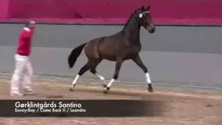 Santino (Sunny-Boy / Come Back II / Leandro)