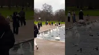 ✨Hyde Park 12 Jan 2026 #london #travel #walkingmansion