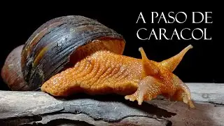 MALACOLOG&Iacute;A - A paso de caracol | Diversidad de caracoles nativos y sus amenazas #CaracolesGigantes