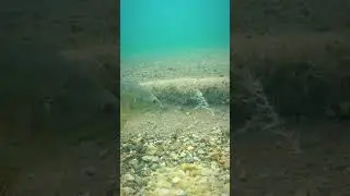 FISH EATS WORM🐟