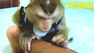 The Ways ASMR Grooming MONKEY | Monkey Concentrate Deep Removal