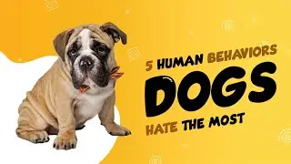 5 Human Behaviors Dogs Hate the Most