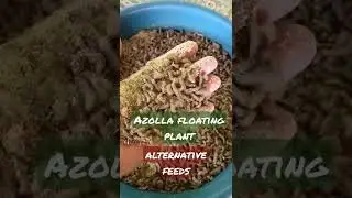 vlog#50 Drying live Bsf larva with Rice Brand #alternative #backyardfarming #bsffarming