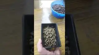 Coffee seed measurement in field- with Digital Moisture Meter #moisturemeter