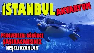 İSTANBUL  AKVARYUM FLORYA DA DEVASA KÖPEK BALIKLARI VE DENİZ CANLILARI İLE KARŞILAŞTIK