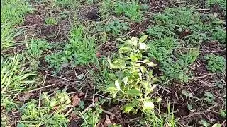 Ashwagandha growing in Ireland