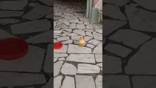 How to duckling walk #petlover #viral #callduck #petduck #duckling #duckwalk