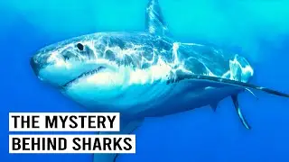 Exploring The Mysteries Of Great White Sharks | Great White Shark Hunt | Wild Water