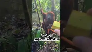 Red howler monkey- This is from a reserve I used to work at in Ecuador. #animalshorts #wildlife