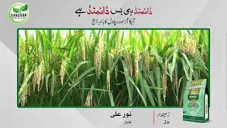 Noor Ali, a progressive Rice crop farmer, sharing his views about Diamond Rice Seed | Suncrop