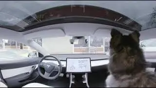 Tesla Dog Mode (K&ouml;pek Modu) 360 VR