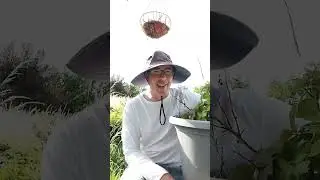 Honest Plant Review: Black Cascade Blackberry