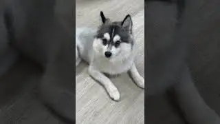 Pomsky #pomsky #博美奇 #puppy #dog #pomskydog #cute