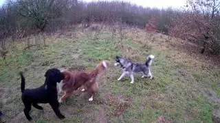 Nala im Hundeauslauf in Scharbeutz 🐶😊