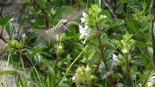 Striped Hawk-Moth, Sfinge lineata (Hyles livornica)