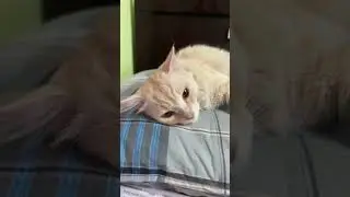 cookie & milky version of Baadshah😎 #cat #prettyfunny #cute #cutepet #trending #viral #shorts