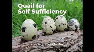 Why Quail Are the Key to Self-Sufficiency
