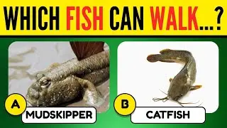 How Well Do You Know Animals? General Knowledge Quiz | Part 2 | Quizniac