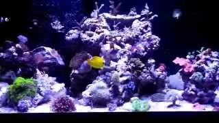 How I got started in the saltwater hobby