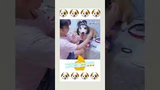 #trendingnow#subscribe#dog#funny#shorts#viral#comedy#videoshorts#shorts#shortsfeed#short