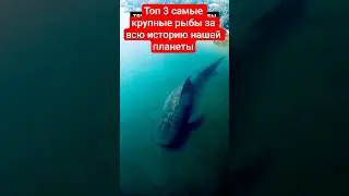Топ 3 крупные рыбы за всю историю нашей планеты 🧐🧐🧐 #рек