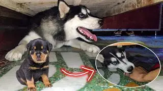 My Husky Attacked On Me And Puppies || Dog can talk part 88 || Roxy ke Puppies, Review RELOADED
