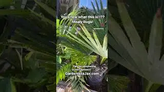 Mealy Bugs on your plants.