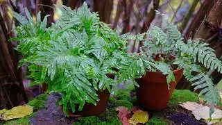 Polypodium vulgare L en D