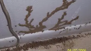 Termite Tubes and Tubing Red Bank NJ 732-640-5488 Eliminex Exterminators