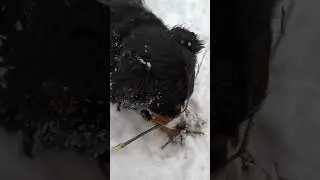 Ни одна палка не уцелеет!