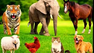 Adorable Farm Animals: Kitten, Pig,Chicken, Cow, Dog, Buffalo, Rabbit, Sheep&ndash; Cute Animal Video