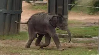 Fort Worth Zoo welcomes fourth baby elephant