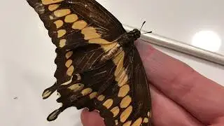 Displaying a real butterfly in shadow box