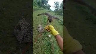shikra bird training #traning #shikra #youtubeshorts