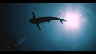 MCC Manta Ray Projects