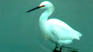 ④ Snowy Egret, Egretta thula, Schmuckreiher, garceta n&iacute;vea