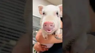 The start of my lil&rsquo; pig-ster, Daisy&rsquo;s, lip lickin&rsquo;!😆🐽 #animalshorts #babyanimals #pigs #waitforit