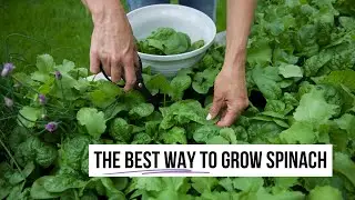 How to Plant Spinach from Seed in Winter&mdash;Gardening in Five Minutes