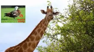 Beautiful animal giraffe [SEO]