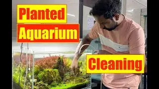 How to Clean a Planted Aquarium  | Mayur Dev Tips on Nature Aquarium Cleaning HD 1080p