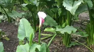 Calla lily, new zantedeschia aethiopica giant
