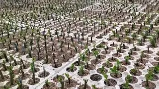 Laurel Leaf Willow (Salix pentandra) peat plug cuttings growing at TreeTime.ca's greenhouses July 7