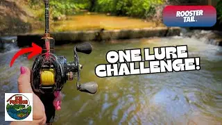 Can a Rooster Tail Catch EVERYTHING in a New Creek? (BFS Fishing)