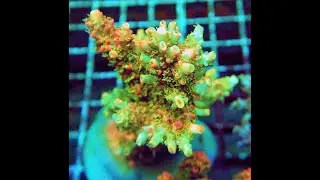 REx Confetti-S Acro.  Интернет магазин REEF EXCLUSIVE